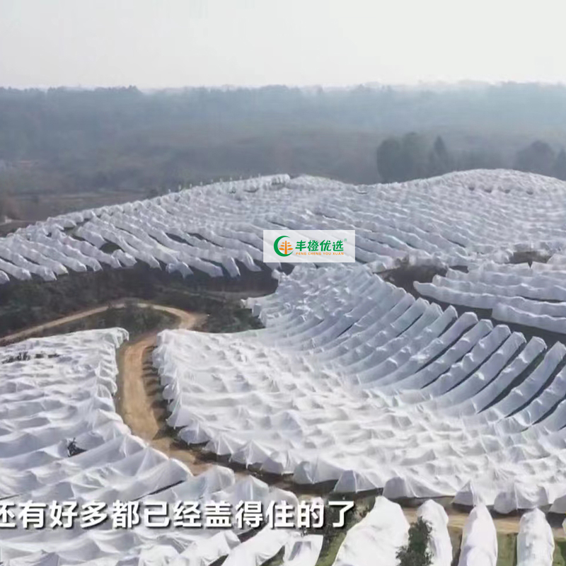2026年果树防寒布哪家质量好 丰橙优选优质产品推荐