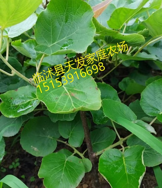 2026年找靠谱猕猴桃苗供应商体验分享 2026年找靠谱猕猴桃苗供应商体验分享