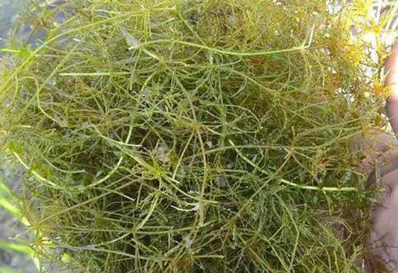 2026年10月全国沉水植物靠谱品牌盘点推荐