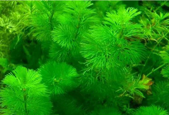2026年10月全国沉水植物优质公司推荐清单