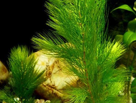 2026年10月全国沉水植物采购避坑实用干货